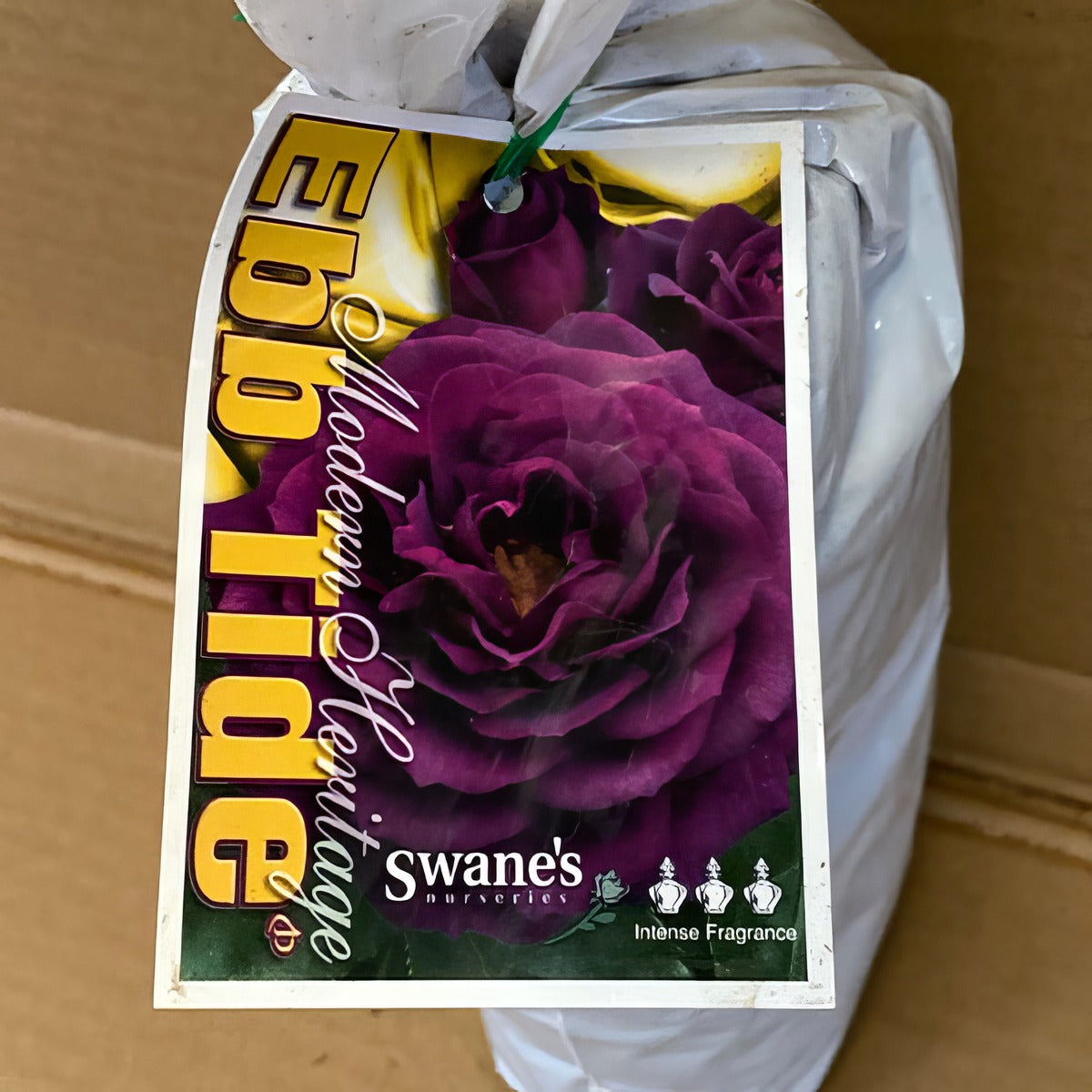 Rose Ebb Tide Rosfeti 2 - Garden Express Australia