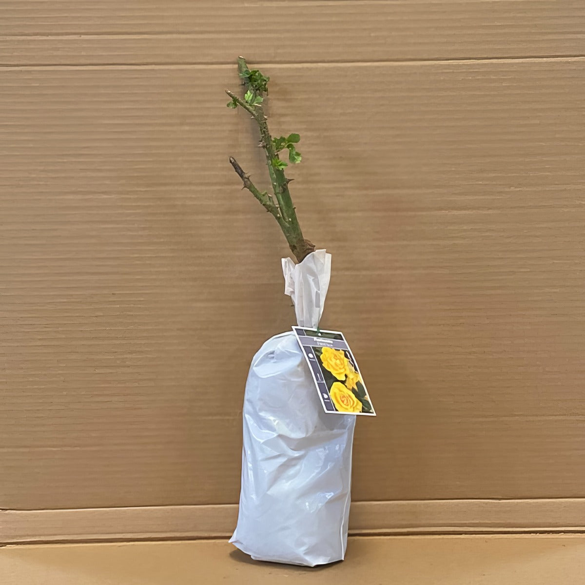 Rose Friesa Rosffri 1 - Garden Express Australia