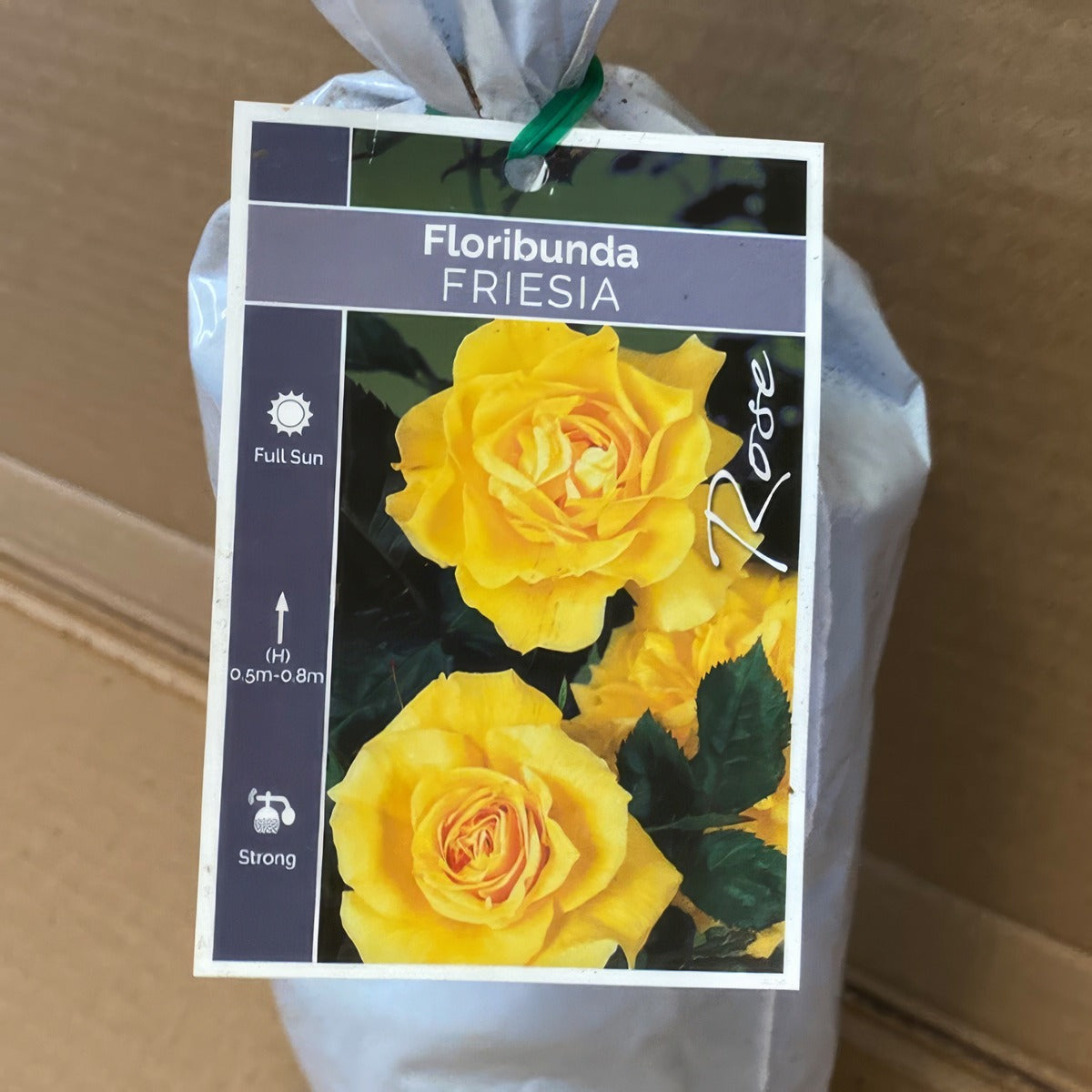 Rose Friesa Rosffri 2 - Garden Express Australia