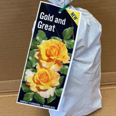 Rose Gold And Great Rosfgag 2 - Garden Express Australia