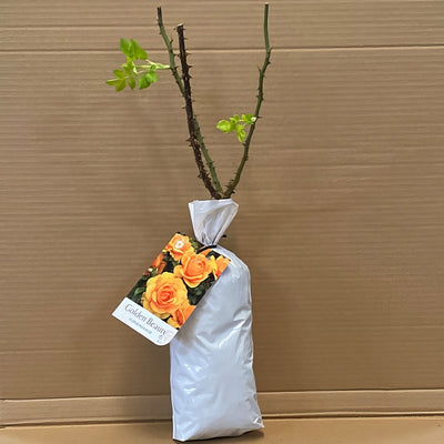 Rose Golden Beauty Rosfgbe 1 - Garden Express Australia