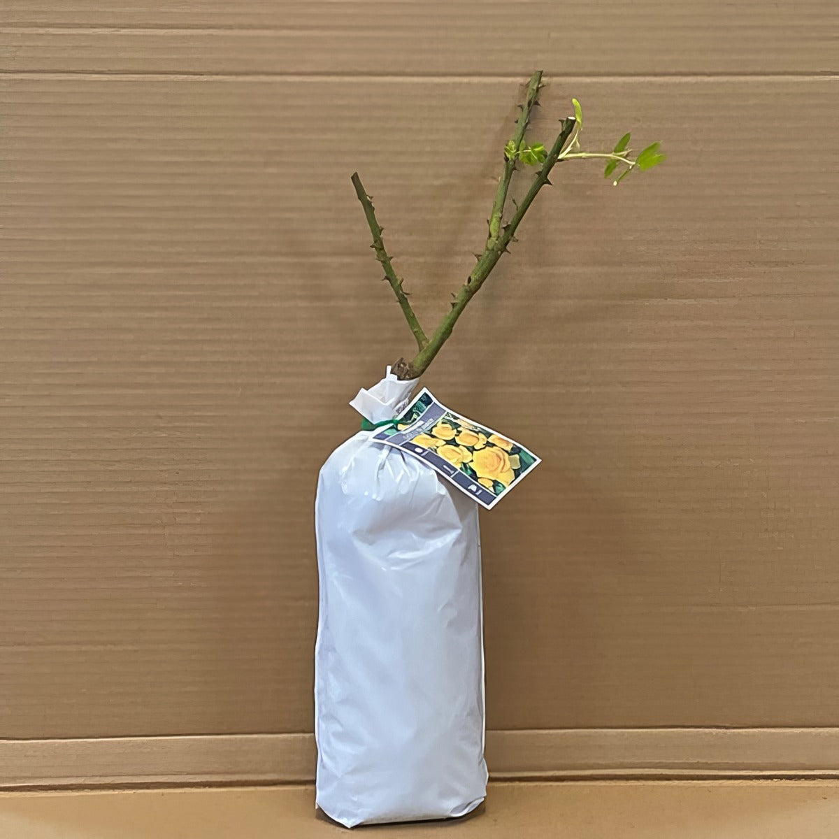 Rose Gold Bunny Rosfgbu 1 - Garden Express Australia