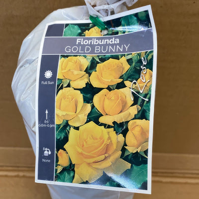 Rose Gold Bunny Rosfgbu 2 - Garden Express Australia