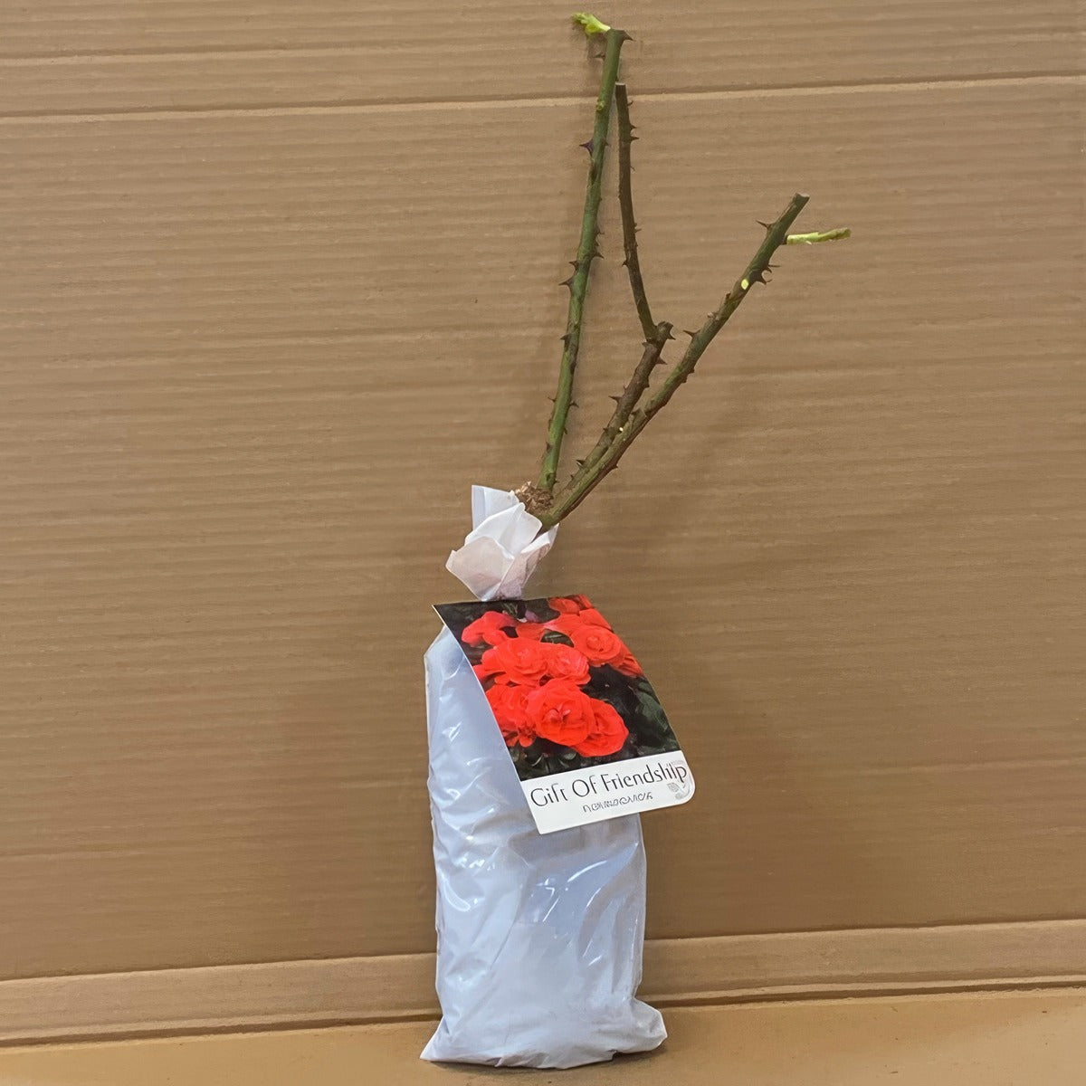 Rose Gift Of Frienedship Rosfgof 1 - Garden Express Australia