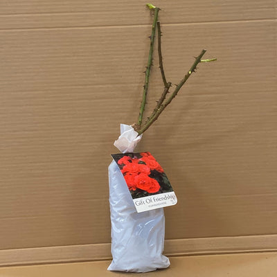 Rose Gift Of Frienedship Rosfgof 1 - Garden Express Australia