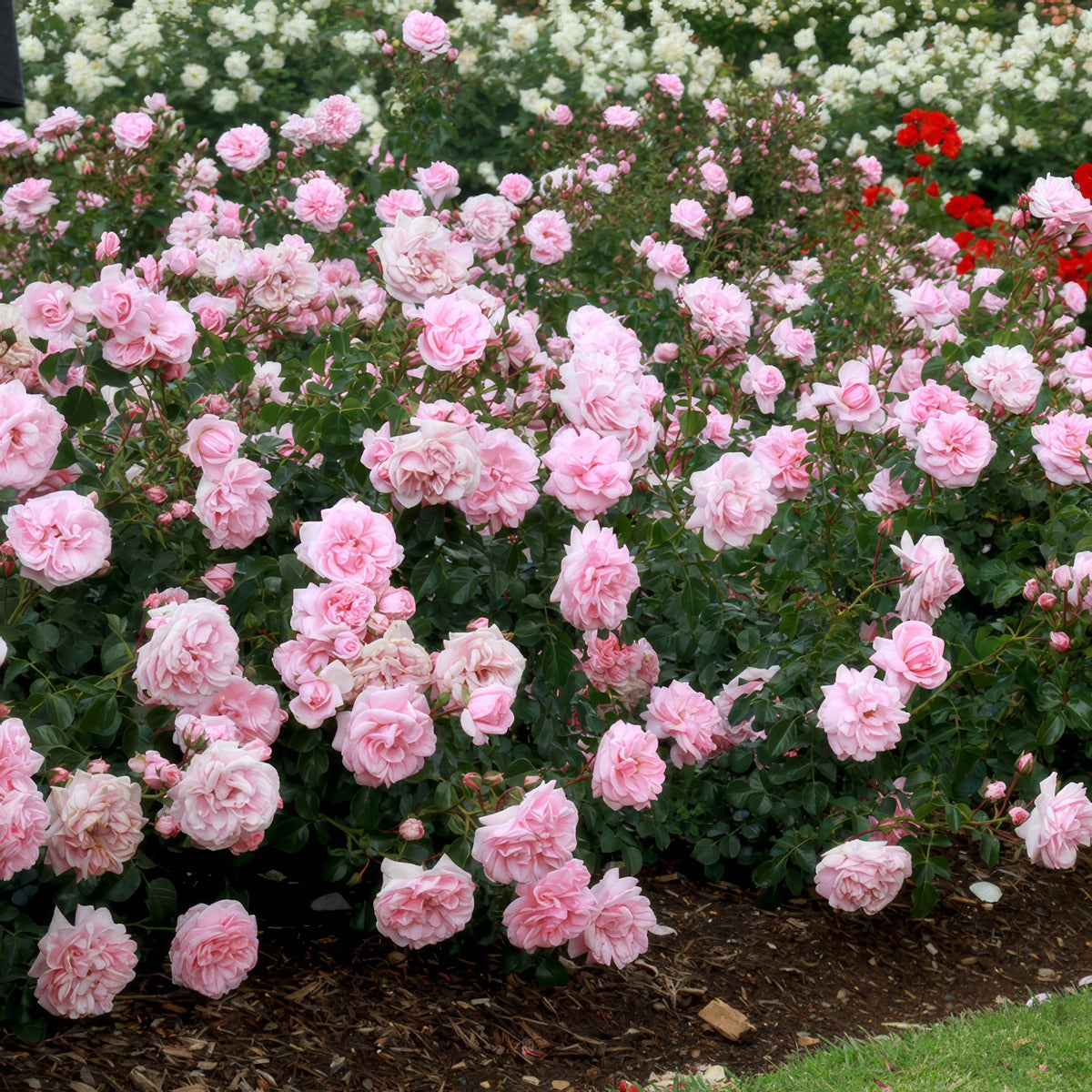 Rose Home And Garden - Garden Express Australia