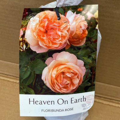 Rose Heaven On Earth Rosfhoe 2 - Garden Express Australia
