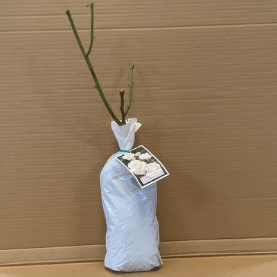 Rose Iceberg Rosfice 1 - Garden Express Australia