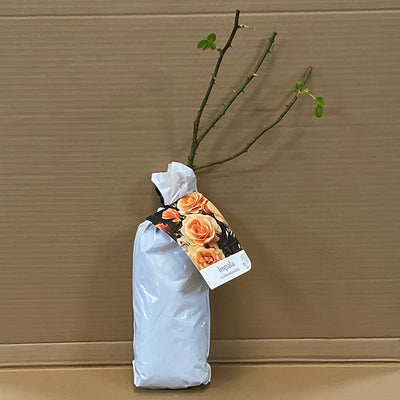 Rose Impala Rosfimp 1 - Garden Express Australia