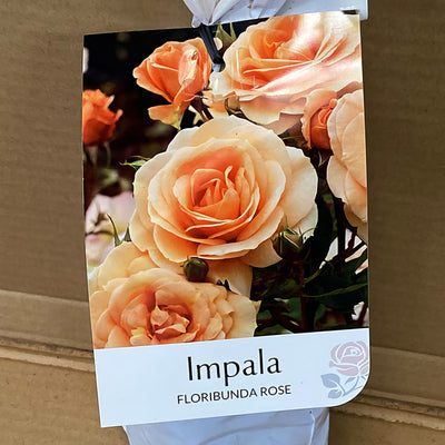 Rose Impala Rosfimp 2 - Garden Express Australia