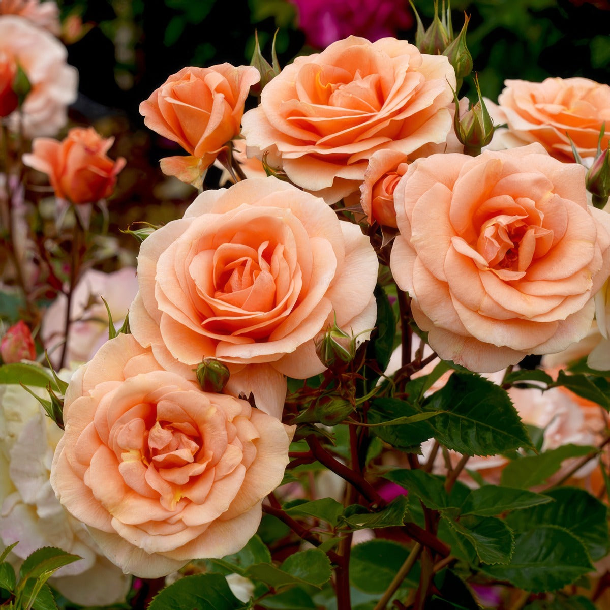 Rose Impala Rosfimp - Garden Express Australia