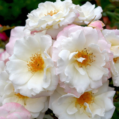 Rose Ice Princess Rosfipr - Garden Express Australia