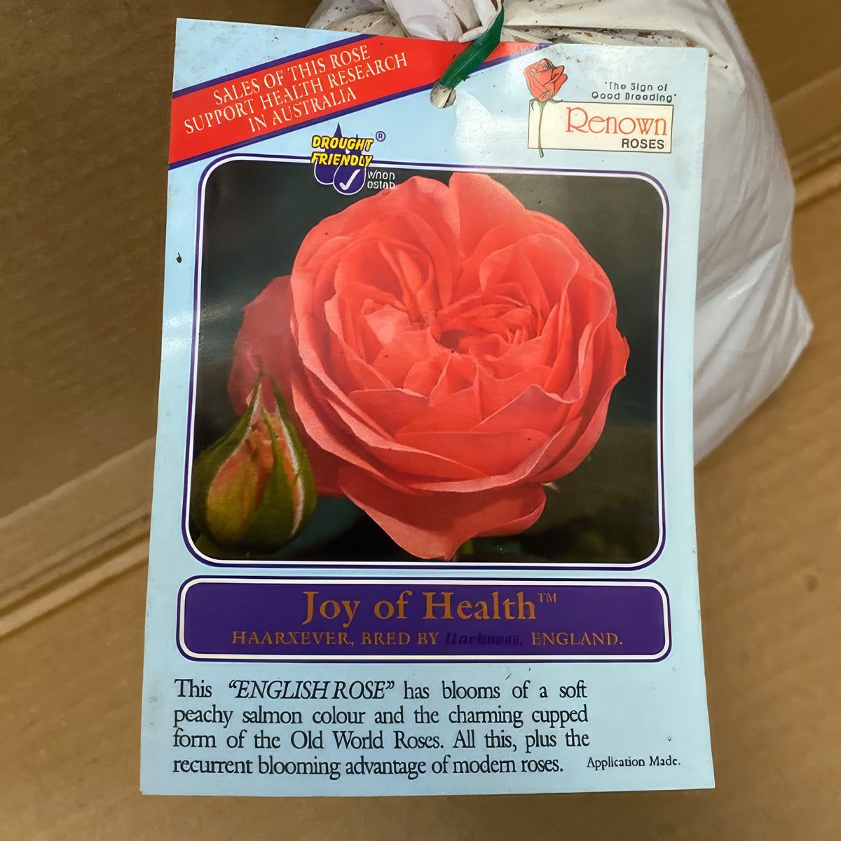 Rose Joy Of Health Rosfjoh 2 - Garden Express Australia