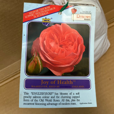 Rose Joy Of Health Rosfjoh 2 - Garden Express Australia