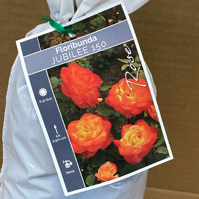 Rose Jubilee 150 Rosfjub 2 - Garden Express Australia