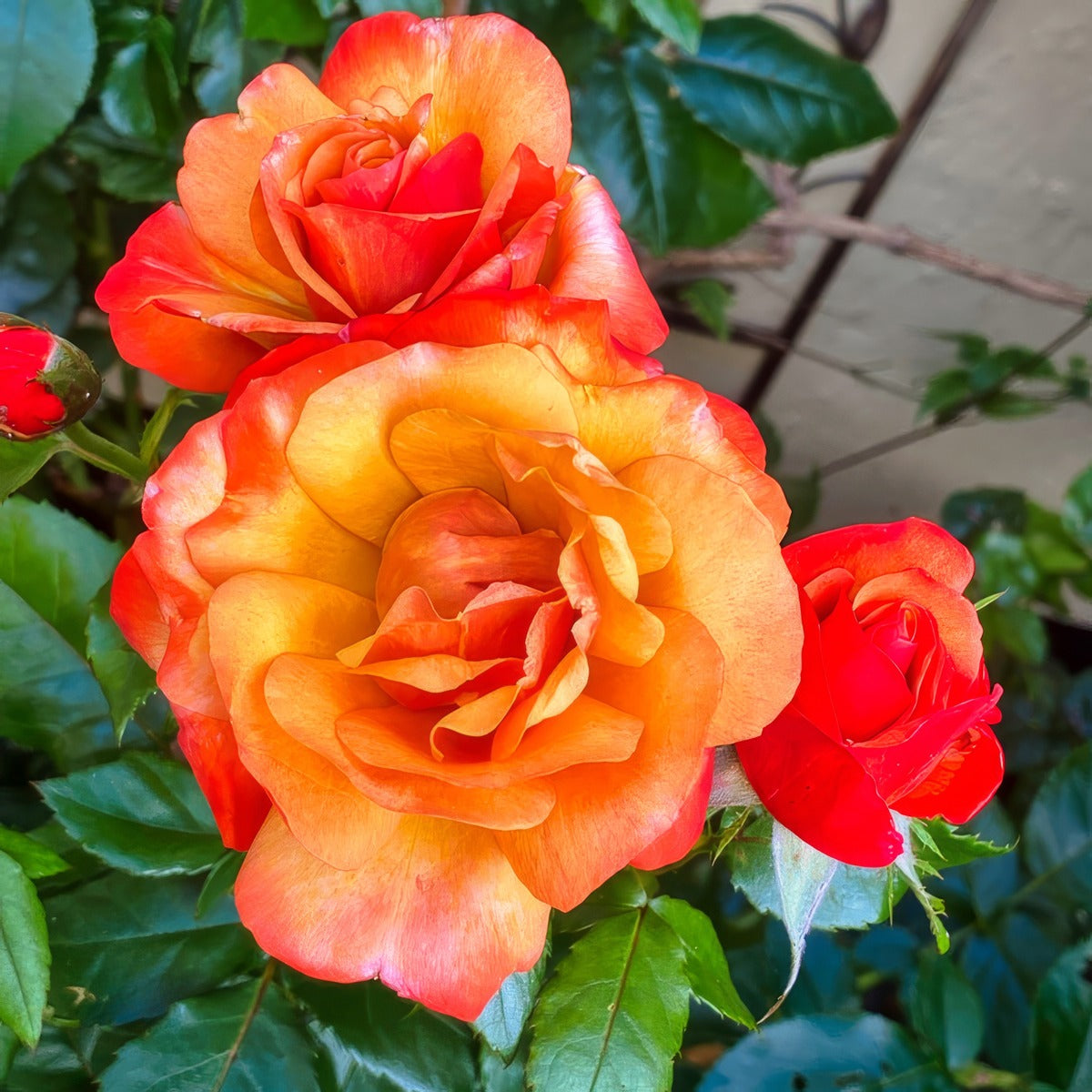 Rose Jubilee 150 Rosfjub - Garden Express Australia