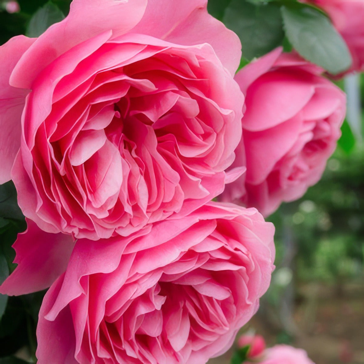 Leonardo Da Vinc16 - Garden Express Australia