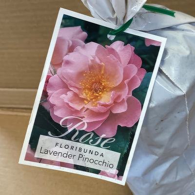 Rose Lavender Pinocchio Rosflpi 2 - Garden Express Australia