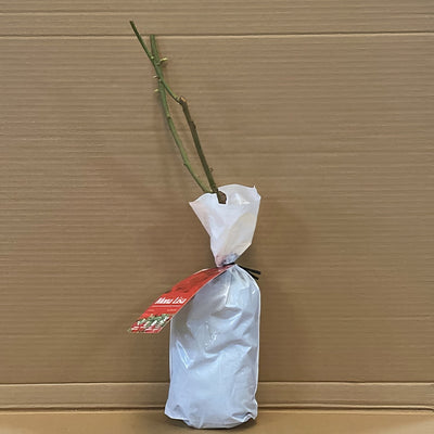 Rose Mona Lisa Rosfmli 1 - Garden Express Australia