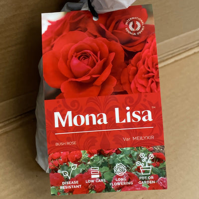 Rose Mona Lisa Rosfmli 2 - Garden Express Australia