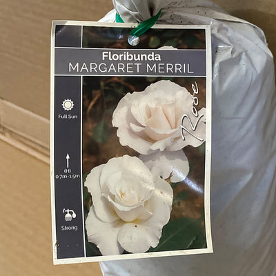 Rose Margaret Merril Rosfmme 2 - Garden Express Australia