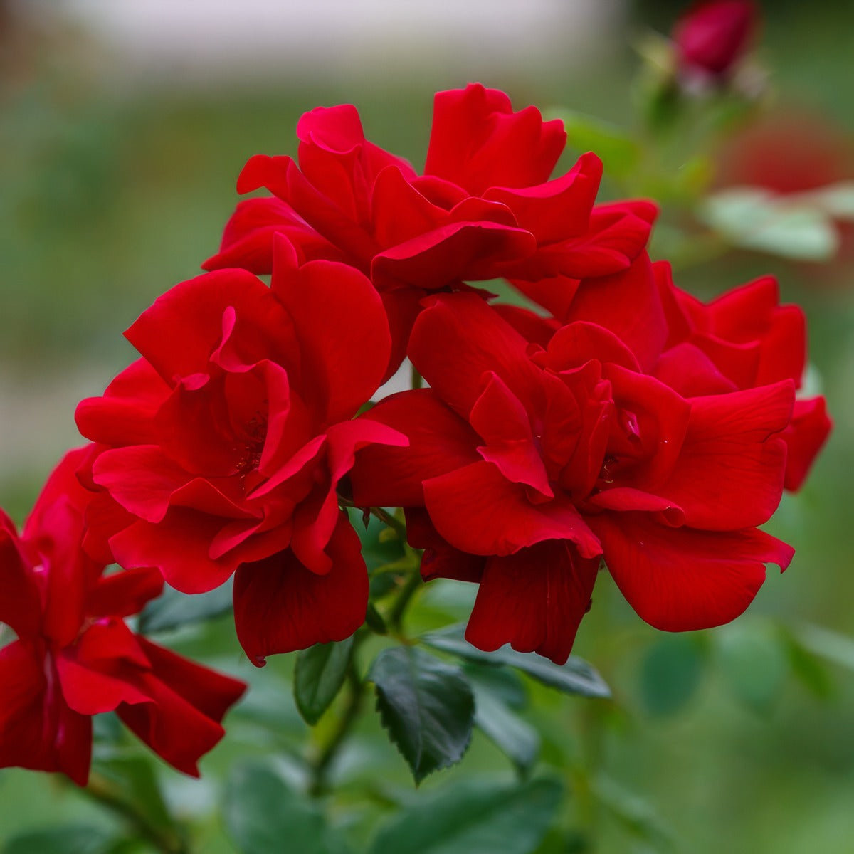 Rose Moulin Rouge Rosfmro - Garden Express Australia