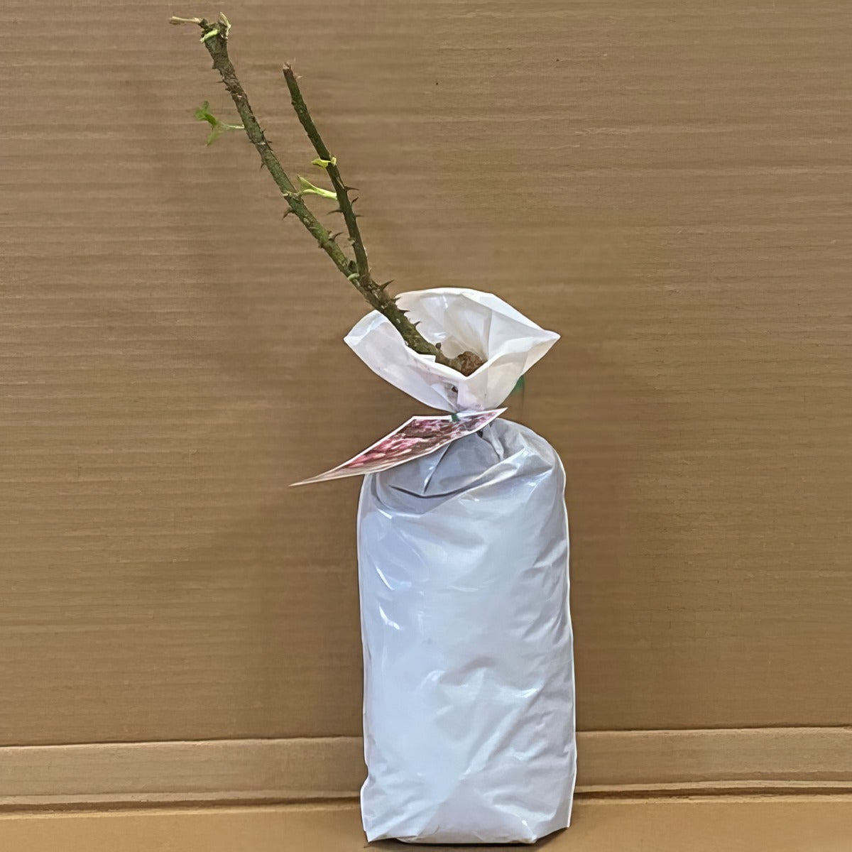 Rose Maxivita Rosfmvi 1 - Garden Express Australia