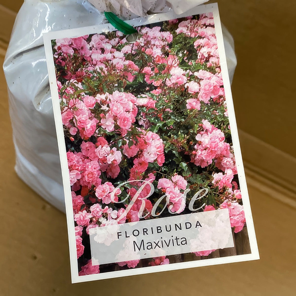 Rose Maxivita Rosfmvi 2 - Garden Express Australia