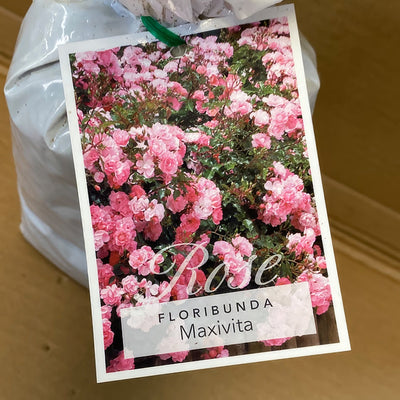 Rose Maxivita Rosfmvi 2 - Garden Express Australia