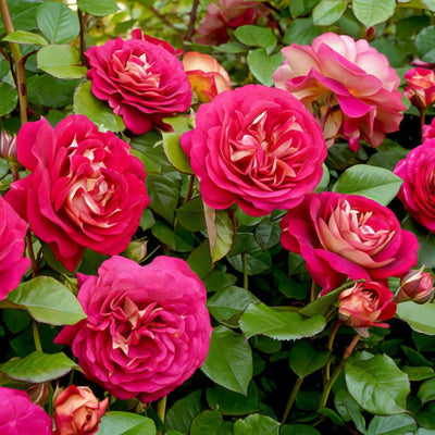 Rose No Surrender Rosfnsu - Garden Express Australia