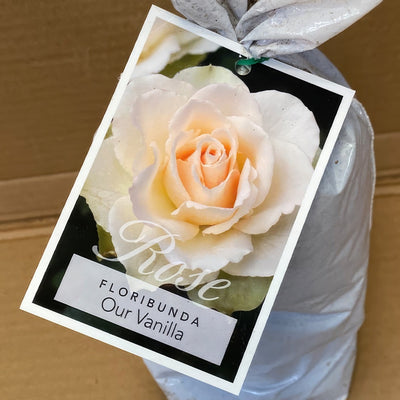 Rose Our Vanilla Rosfova 2 - Garden Express Australia