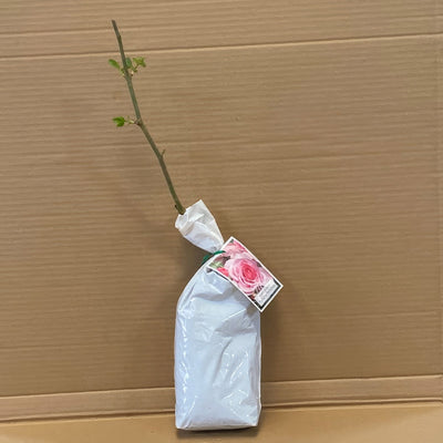 Rose Perfume Perfection Rosfppe 1 - Garden Express Australia