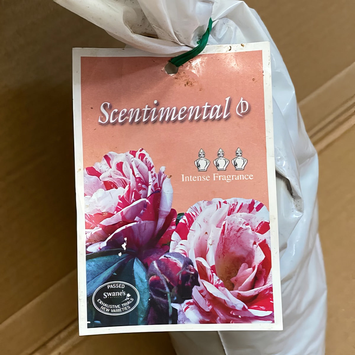 Rose Scentimental Rosfsce 2 - Garden Express Australia