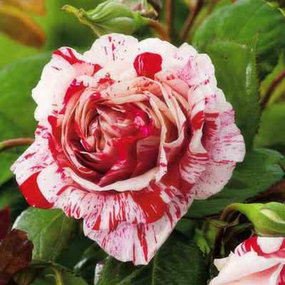 Scentimental 2019 Rosfsce - Garden Express Australia