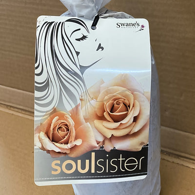 Rose Soul Sister Rosfssi 2 - Garden Express Australia