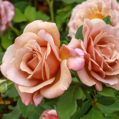 Soul Sister16 - Garden Express Australia