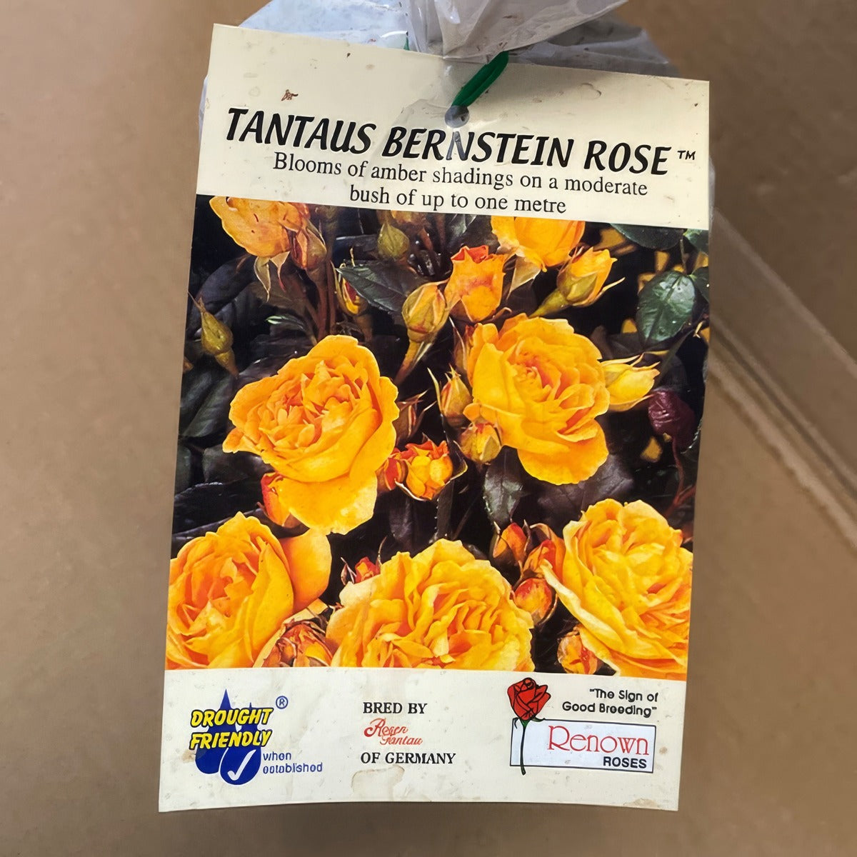 Rose Tantasu Bernsein Rosftbe 2 - Garden Express Australia