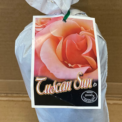 Rose Tuscan Sun Rosftsu 2 - Garden Express Australia