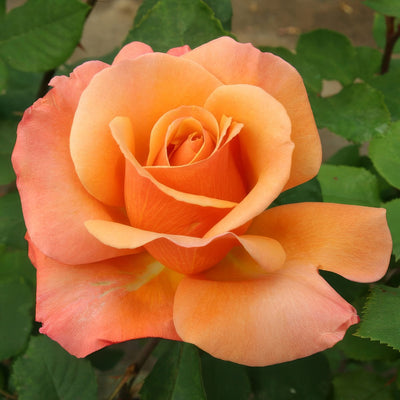 Tuscan Sun Rosftsu - Garden Express Australia