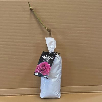 Rose Twilight Zone Rosftzo 1 - Garden Express Australia