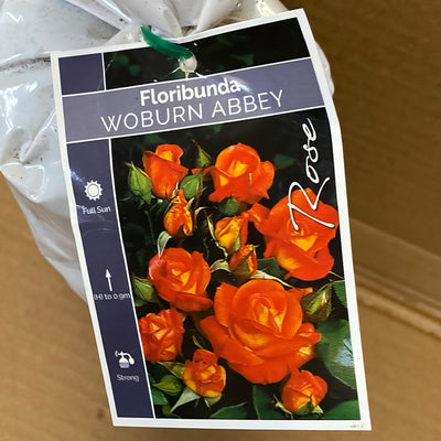 Rose Woburn Abbey Rosfwab 2 - Garden Express Australia