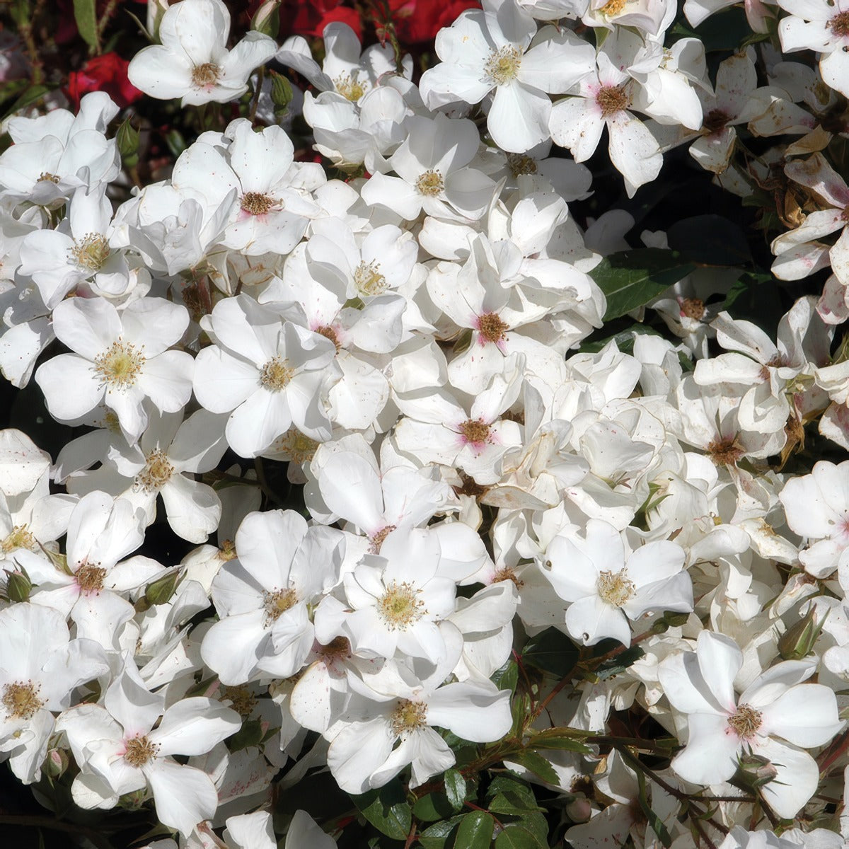 Rose Heideschnee Rosghds - Garden Express Australia