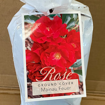 Groundcover Mainaufeuer Rosgmai 2 - Garden Express Australia