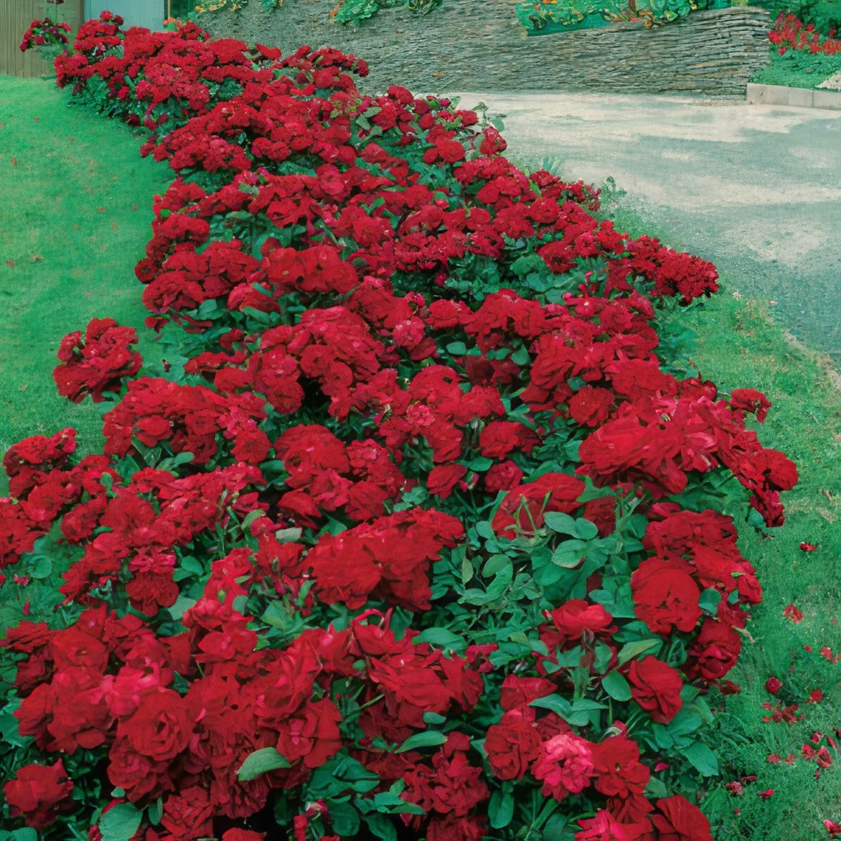 Mainaufeur 2019 Rosgmai - Garden Express Australia