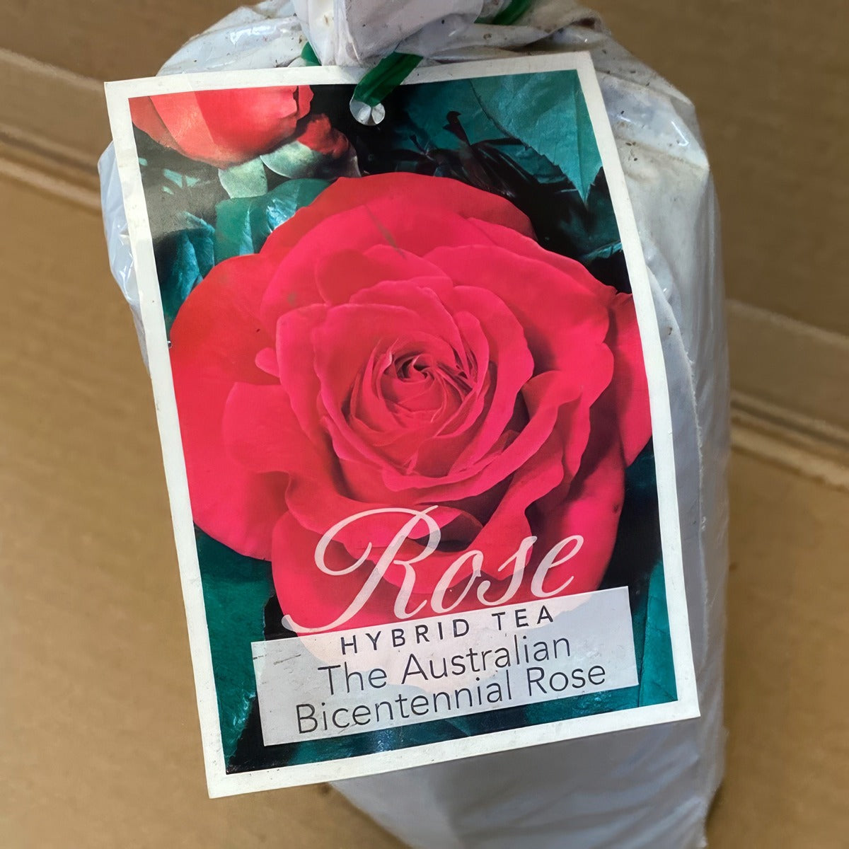 Rose The Australian Bicentennial Roshabi 2 - Garden Express Australia