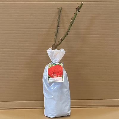 Rose Australian Centenary Of Federation Roshacf 1 - Garden Express Australia