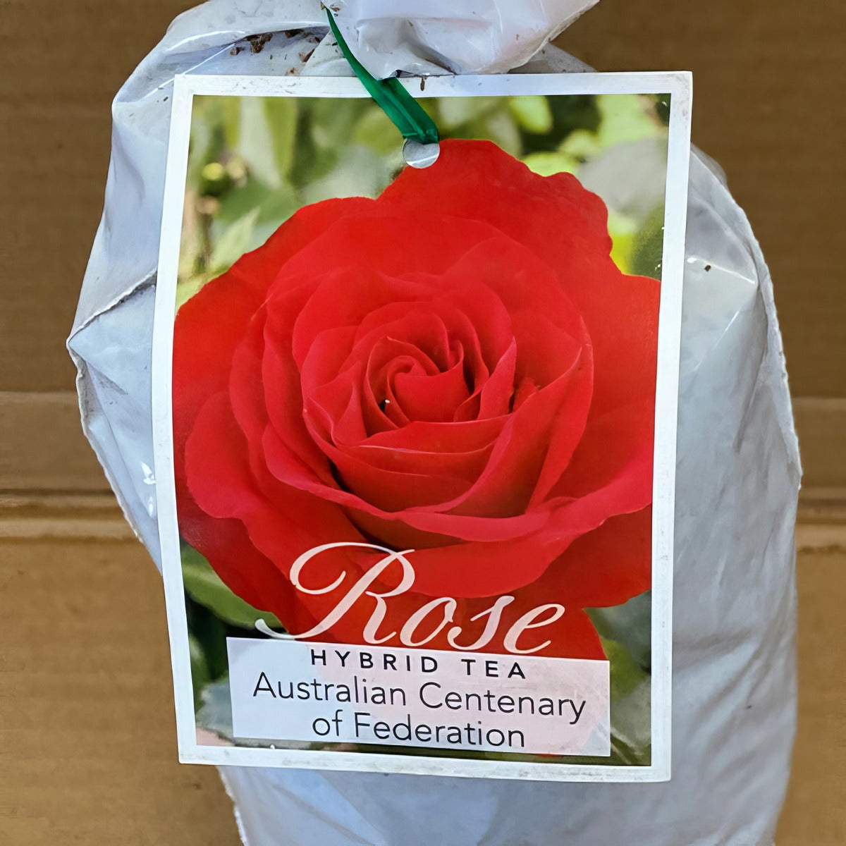 Rose Australian Centenary Of Federation Roshacf 2 - Garden Express Australia