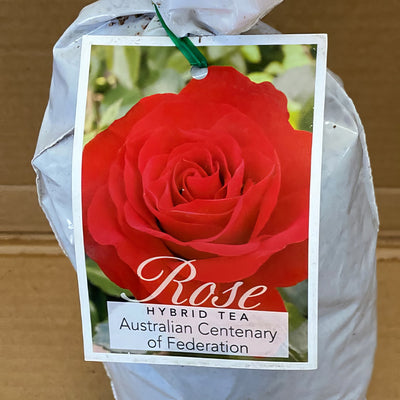 Rose Australian Centenary Of Federation Roshacf 2 - Garden Express Australia