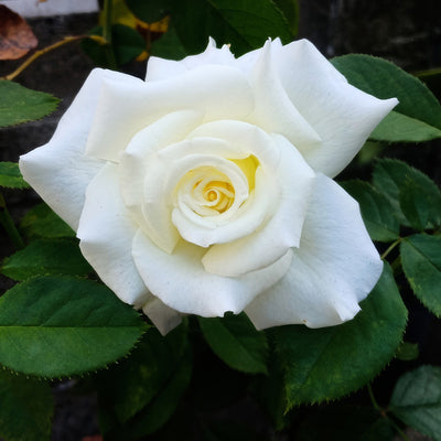 Rose Amazing Grace 07 Roshagr - Garden Express Australia