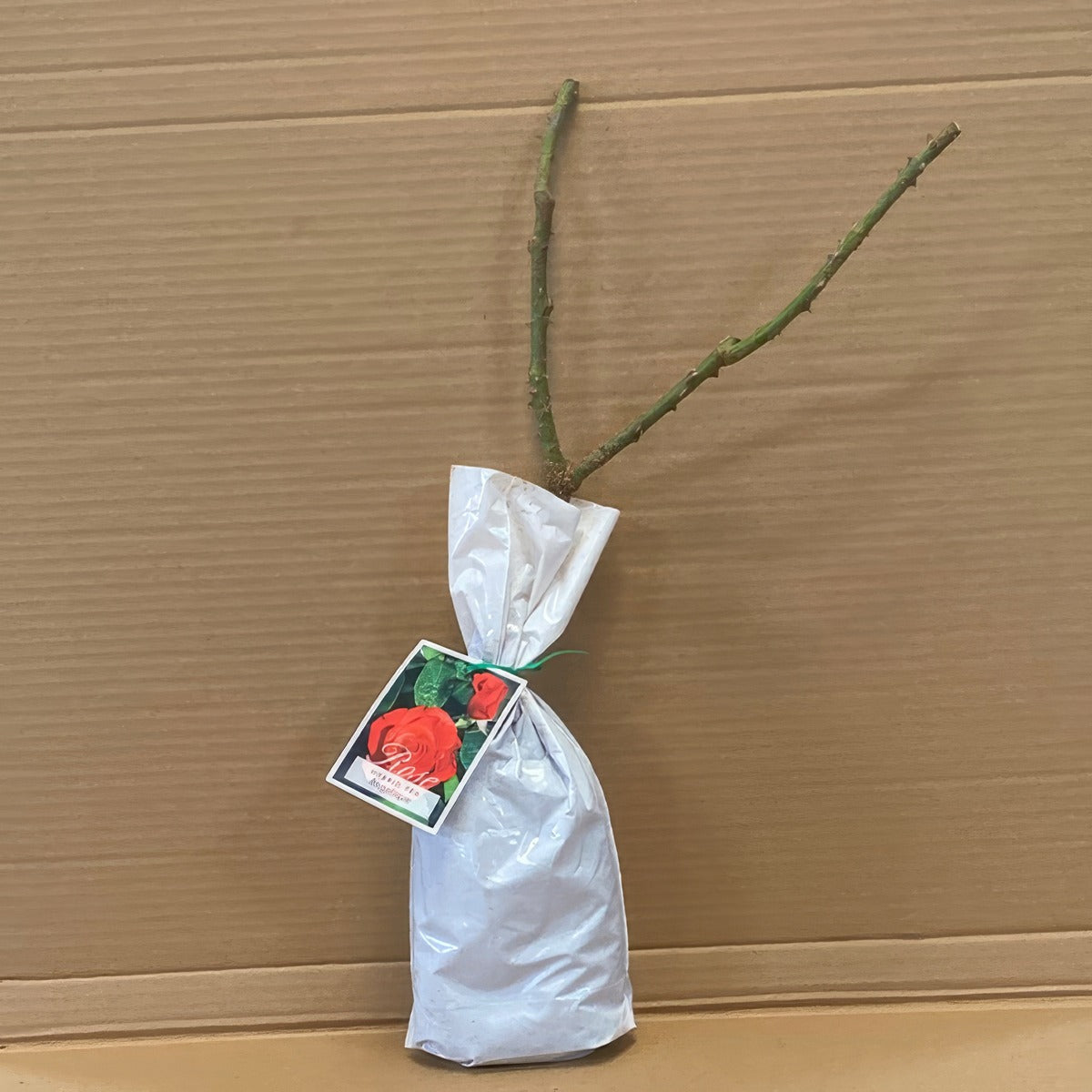 Rose Angelique Roshang 1 - Garden Express Australia